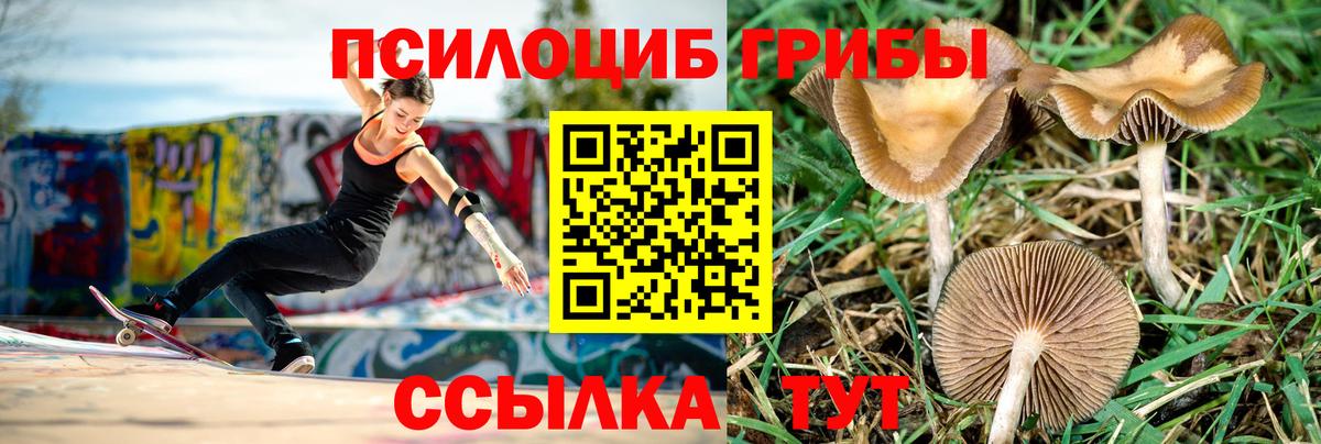 Псилоцибиновые грибы GOLDEN TEACHER Гусиноозёрск